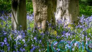 7 of the best woodland walks in the UK and Ireland to see bluebells