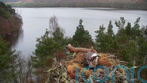 Osprey lays first egg of season at nature reserve