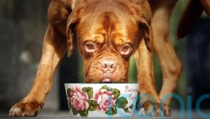 Vegan diets may be linked to better health in dogs, study suggests