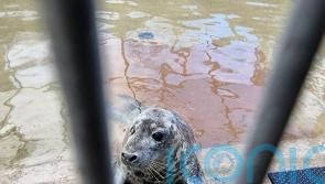 Over-friendly wild seal in rehab after being fed by beachgoers