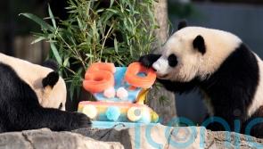 Pandas devour ice cake to celebrate 50 years at US National Zoo