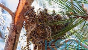 Import controls reviewed after highly destructive pine tree pest found in UK