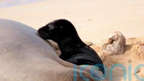 Birth of endangered Hawaiian monk seal caught on camera