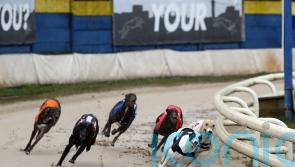 Campaigners call for racing ban as greyhounds found drugged with cocaine