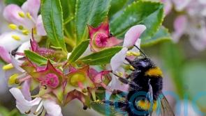 Climate change and agriculture halve insect populations in some areas – study