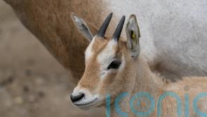 Zoo to receive Queen’s Award for conservation achievements