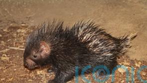 Baby porcupine born in front of ‘excited’ visitors at London Zoo