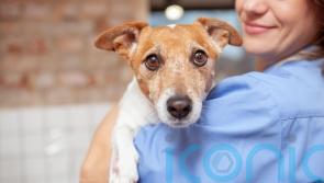How to avoid huge vet bills and keep your pets healthy