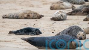 Seals kicked and stoned in spate of incidents across UK