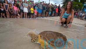 Healed sea turtle released to mark Earth Day
