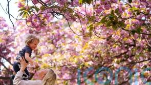 Nature lovers urged to enjoy spring blossom spectacle