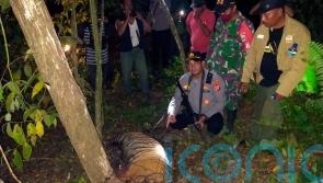 Three critically endangered Sumatran tigers killed by animal traps