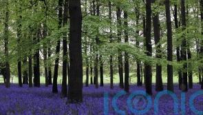 Funding scheme for youth-led nature projects urges 11-26-year-olds to apply