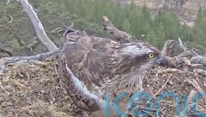 Osprey lays her first egg of season
