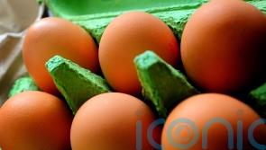 Free-range eggs can return to UK shelves from May 2