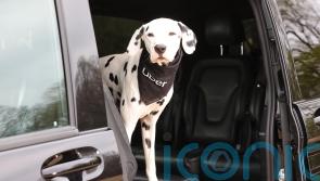 Uber launches travel service for pets