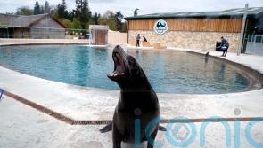 Scottish safari park reveals upgrade to home for resident sea lions