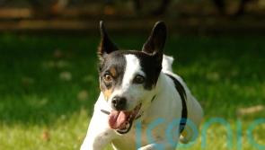 Jack Russell terriers have the longest lifespan among pet dogs, study suggests