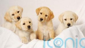 How long is your pet dog expected to live?