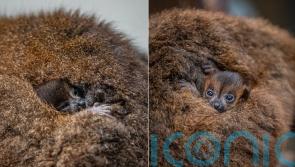 ‘Absolutely tiny’ twin red-bellied lemurs born at Chester Zoo