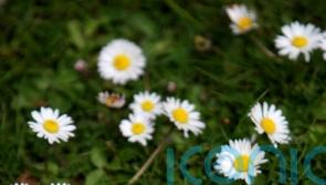 New dawn for lawns as people mow less and boost wildlife, charity says