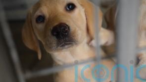 MSP relaunches dog welfare Bill aimed at tackling puppy farms