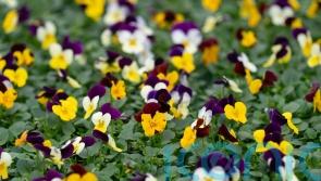Gardening boom continues long after lockdown, reports supermarket