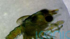 Underwater cables linked to deformities and poor swimming ability in lobsters