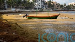Mexico’s Caribbean beaches experience ‘alarming’ algae problem