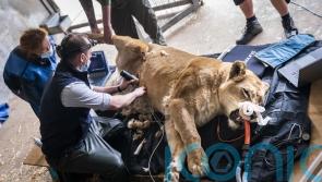 Keepers give lioness full MOT after she is knocked out for health check