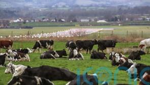 Replacing 20% of beef with fungi alternative could halve deforestation – study