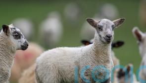 Sheep stolen from croft on Isle of Lewis