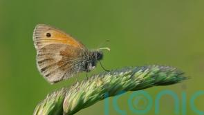 Survey of squashed bugs on number plates suggests ‘terrifying’ insect declines