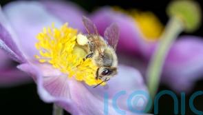 Insects are in decline: Why we need bugs in our life, and 5 things we can do to encourage them