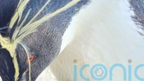 Zookeepers welcome arrival of two endangered penguin chicks as eggs hatch