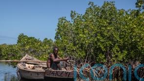 African countries turning to mangrove forest projects to combat climate woes
