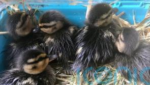 Ducklings rescued from drain as officers lure them out by playing duck sounds