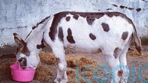 Thousands of donkey skins listed for sale online