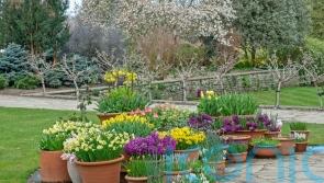 Confused by all the plant pot choices? Here’s how to pick the best containers for your garden