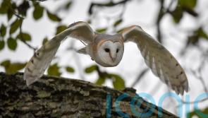 Certain bats deter predators by buzzing like hornets, study suggests