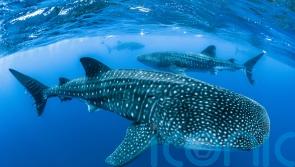Endangered whale sharks face significant threat from shipping – study