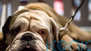 Plans for tougher court sentencing guidance on animal cruelty cases