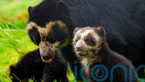 Keepers share ‘exciting’ moment rare bear cubs take first steps outside