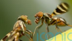 Fruit flies prioritise mating over survival, new study suggests