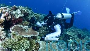 Most Great Barrier Reef coral studied this year was bleached