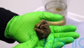 Discovered: 150-year-old platypus specimen that proved some mammals lay eggs