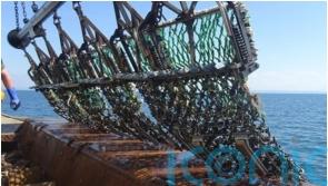 Scallop dredging kit change could reduce impact on environment