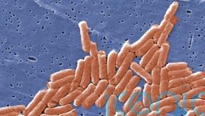 Chicken products removed from sale in salmonella alert