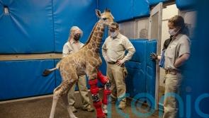 Baby giraffe bounces back after being fitted with orthotic brace