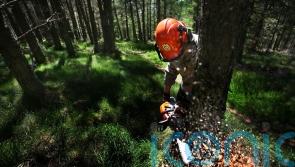 Woodlands must be future-proofed to tackle climate change, says report